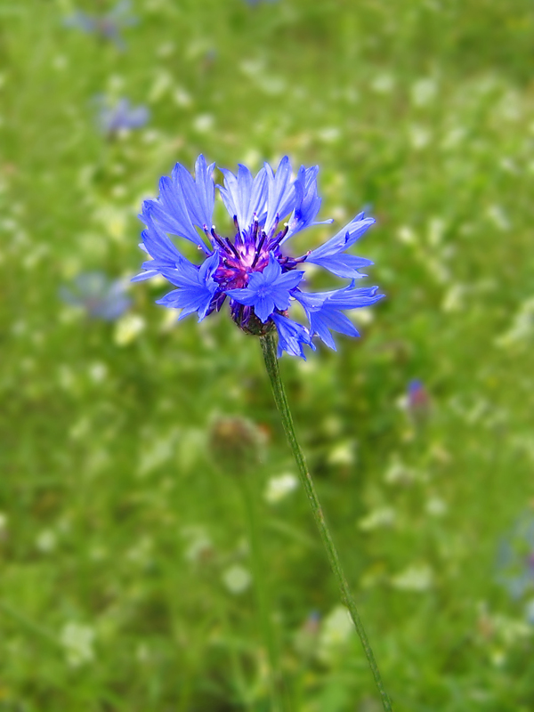 Centaurea cyanus / Fiordaliso vero